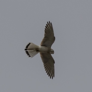 Falco cenchroides at Dunlop, ACT - 22 Sep 2018 12:44 PM