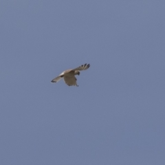 Falco cenchroides at Dunlop, ACT - 22 Sep 2018 12:44 PM