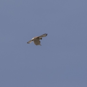 Falco cenchroides at Dunlop, ACT - 22 Sep 2018 12:44 PM