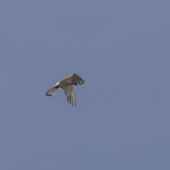 Falco cenchroides at Dunlop, ACT - 22 Sep 2018