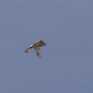 Falco cenchroides at Dunlop, ACT - 22 Sep 2018