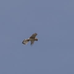 Falco cenchroides at Dunlop, ACT - 22 Sep 2018 12:44 PM