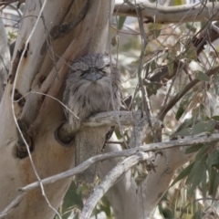 Podargus strigoides (Tawny Frogmouth) at Hawker, ACT - 22 Sep 2018 by AlisonMilton