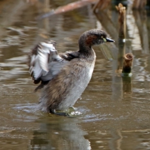 Tachybaptus novaehollandiae at Fyshwick, ACT - 22 Sep 2018