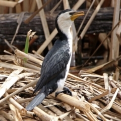 Microcarbo melanoleucos (Little Pied Cormorant) at Fyshwick, ACT - 22 Sep 2018 by RodDeb