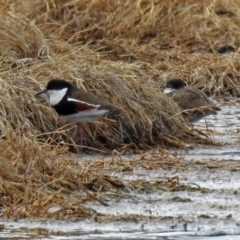 Erythrogonys cinctus (Red-kneed Dotterel) at Fyshwick, ACT - 22 Sep 2018 by RodDeb