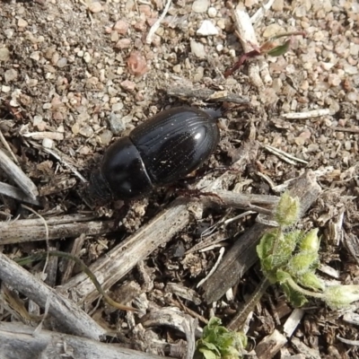 Heteronychus arator (African black beetle) at Fyshwick, ACT - 22 Sep 2018 by RodDeb