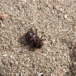 Heteronychus arator at Fyshwick, ACT - 22 Sep 2018 11:57 AM