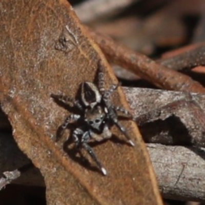 Jotus sp. (genus) (Unidentified Jotus Jumping Spider) at Tidbinbilla Nature Reserve - 12 Sep 2018 by JudithRoach