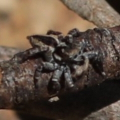 Jotus sp. (genus) at Paddys River, ACT - 12 Sep 2018