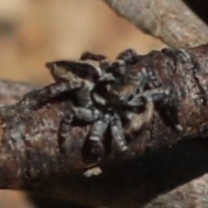 Jotus sp. (genus) at Paddys River, ACT - 12 Sep 2018 02:21 PM