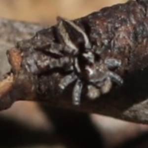 Jotus sp. (genus) at Paddys River, ACT - 12 Sep 2018