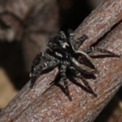 Jotus sp. (genus) at Paddys River, ACT - 12 Sep 2018