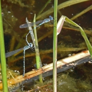 Austrolestes leda at Fyshwick, ACT - 22 Sep 2018