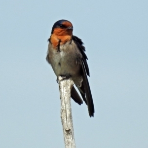 Hirundo neoxena at Fyshwick, ACT - 22 Sep 2018 12:03 PM