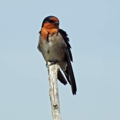 Hirundo neoxena (Welcome Swallow) at Fyshwick, ACT - 22 Sep 2018 by RodDeb