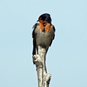 Hirundo neoxena at Fyshwick, ACT - 22 Sep 2018 12:03 PM