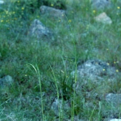 Amphibromus sp. (Swamp Wallaby Grass) at Conder, ACT - 21 Nov 2000 by MichaelBedingfield