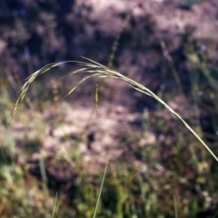 Amphibromus sp. (Swamp Wallaby Grass) at Theodore, ACT - 21 Nov 2005 by michaelb