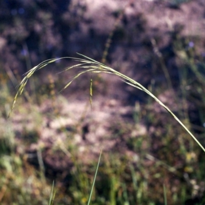 Amphibromus sp. (Swamp Wallaby Grass) at Tuggeranong Hill - 21 Nov 2005 by michaelb