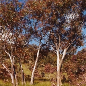 Eucalyptus blakelyi at Tuggeranong Hill - 1 Dec 1999 12:00 AM