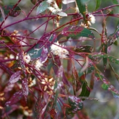 Eucalyptus blakelyi at Tuggeranong Hill - 1 Dec 1999 12:00 AM