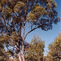 Eucalyptus bridgesiana (Apple Box) at Tuggeranong Hill - 23 Mar 2000 by michaelb