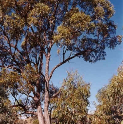 Eucalyptus bridgesiana (Apple Box) at Conder, ACT - 24 Mar 2000 by MichaelBedingfield