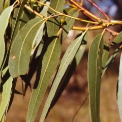 Eucalyptus bridgesiana at Tuggeranong Hill - 24 Mar 2000