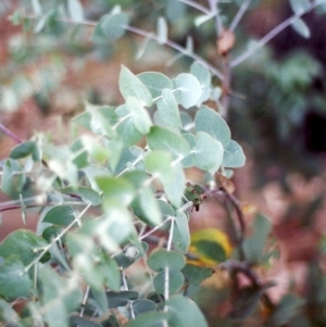 Eucalyptus bridgesiana at Tuggeranong Hill - 24 Mar 2000