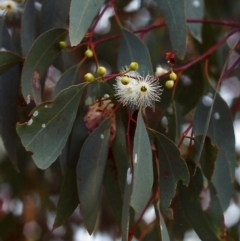 Eucalyptus melliodora (Yellow Box) at Tuggeranong Hill - 6 Dec 1999 by michaelb