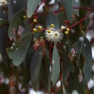 Eucalyptus melliodora at Conder, ACT - 7 Dec 1999