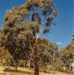 Eucalyptus melliodora at Tuggeranong Hill - 7 Dec 1999 12:00 AM