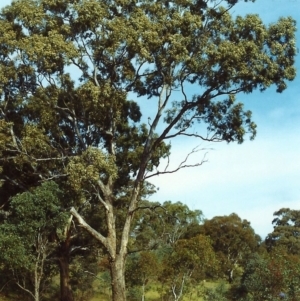 Eucalyptus melliodora at Tuggeranong Hill - 17 Dec 1999 12:00 AM