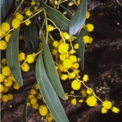 Acacia pycnantha (Golden Wattle) at Jerrabomberra, NSW - 22 Aug 2006 by BettyDonWood