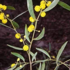 Acacia verniciflua (Varnish Wattle) at Yambulla, NSW - 6 Aug 1998 by BettyDonWood