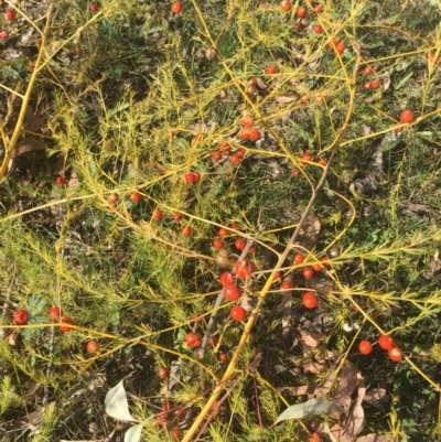 Asparagus officinalis (Asparagus) at Ainslie, ACT - 16 May 2015 by AaronClausen