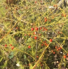 Asparagus officinalis at Ainslie, ACT - 16 May 2015 10:34 AM