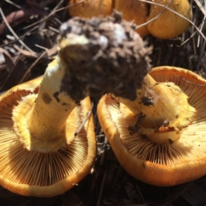 Gymnopilus junonius at Canberra Central, ACT - 16 May 2015 11:53 AM