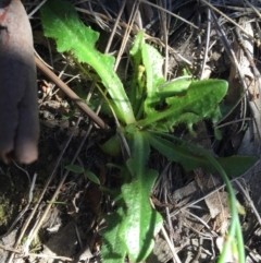 Hypochaeris radicata at Canberra Central, ACT - 16 May 2015