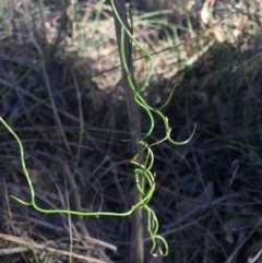 Thysanotus patersonii (Twining Fringe Lily) at Canberra Central, ACT - 16 May 2015 by AaronClausen