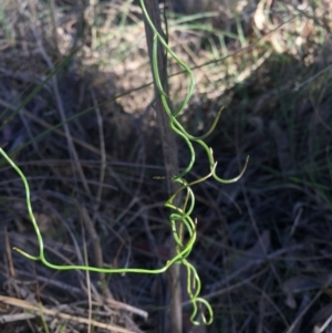 Thysanotus patersonii at Canberra Central, ACT - 16 May 2015 12:04 PM