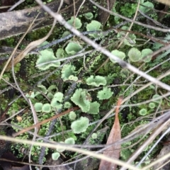 Cladonia sp. (genus) (Cup Lichen) at Mount Majura - 16 May 2015 by AaronClausen