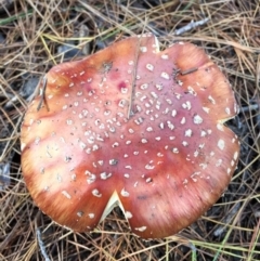 Amanita muscaria (Fly Agaric) at Majura, ACT - 16 May 2015 by AaronClausen