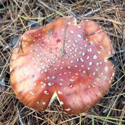 Amanita muscaria (Fly Agaric) at Majura, ACT - 16 May 2015 by AaronClausen