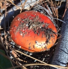 Amanita muscaria (Fly Agaric) at Majura, ACT - 16 May 2015 by AaronClausen