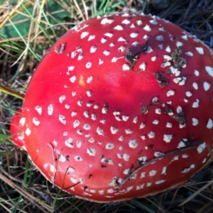 Amanita muscaria at Majura, ACT - 16 May 2015 12:27 PM