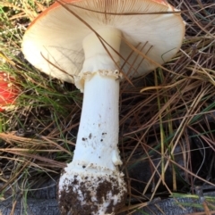 Amanita muscaria at Majura, ACT - 16 May 2015