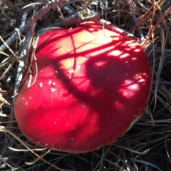 Amanita muscaria (Fly Agaric) at Majura, ACT - 16 May 2015 by AaronClausen