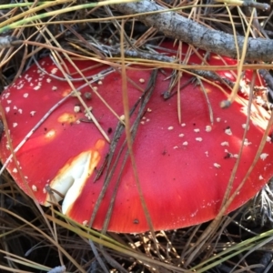 Amanita muscaria at Majura, ACT - 16 May 2015 12:30 PM